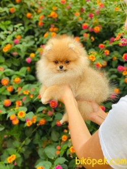 Safkan Orjinal Pomeranianboo 3