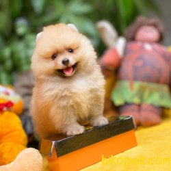 Safkan Orjinal Renk Birbirinden Güzel Pomeranian Boo Yavrularımız 3