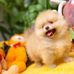 Safkan Orjinal Renk Birbirinden Güzel Pomeranian Boo Yavrularımız 4