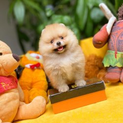 Safkan Orjinal Renk Birbirinden Güzel Pomeranian Boo Yavrularımız 1