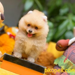 Safkan Orjinal Renk Birbirinden Güzel Pomeranian Boo Yavrularımız 2