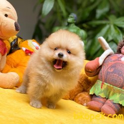 Safkan Orjinal Renk Birbirinden Güzel Pomeranian Boo Yavrularımız 5