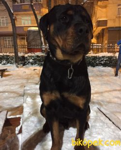 Safkan Orjinal Rottweiler Yavruları 5