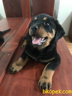 Safkan Orjinal Rottweiler Yavruları 1