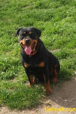 Safkan Orjinal Rottweiler Yavruları 4