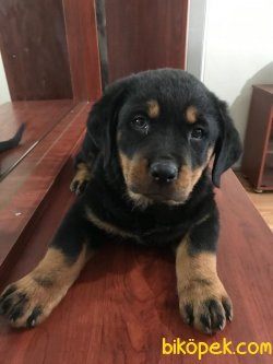 Safkan Orjinal Rottweiler Yavruları 2