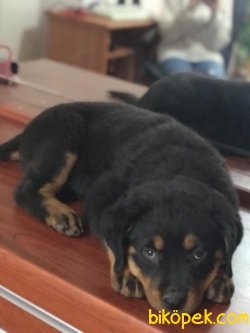 Safkan Orjinal Rottweiler Yavruları 3