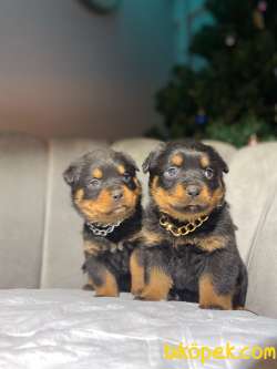 SAFKAN ORJİNAL ROTTWEILER YAVRULARI