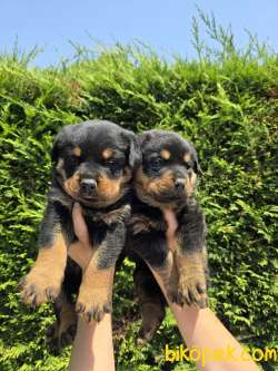SAFKAN ORJİNAL ROTTWEILER YAVRULARI 2