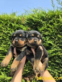 SAFKAN ORJİNAL ROTTWEILER YAVRULARI 4