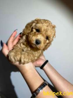 SAFKAN ORJİNAL TOY POODLE YAVRULARIMIZ 4