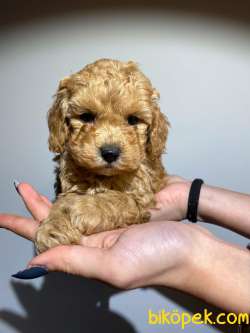 SAFKAN ORJİNAL TOY POODLE YAVRULARIMIZ 4