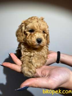 SAFKAN ORJİNAL TOY POODLE YAVRULARIMIZ 1