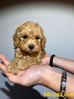 SAFKAN ORJİNAL TOY POODLE YAVRULARIMIZ 3