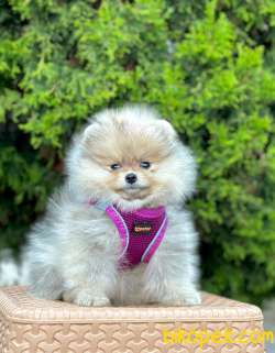 Safkan Pofuduk Pomeranian Boo  Wc Eğitimli MİCROCHİPLİ Pasaportlu 1