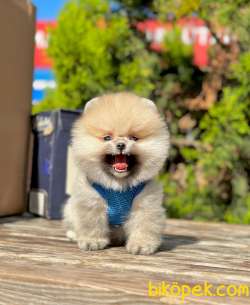 Safkan Pofuduk Pomeranian Boo Wc Eğitimli MİCROCHİPLİ Pasaportlu 3