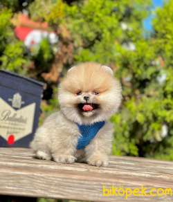Safkan Pofuduk Pomeranian Boo Wc Eğitimli MİCROCHİPLİ Pasaportlu 1