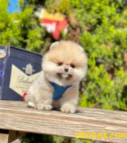 Safkan Pofuduk Pomeranian Boo Wc Eğitimli MİCROCHİPLİ Pasaportlu 4