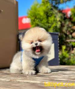Safkan Pofuduk Pomeranian Boo Wc Eğitimli MİCROCHİPLİ Pasaportlu 2