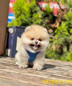Safkan Pofuduk Pomeranian Boo Wc Eğitimli MİCROCHİPLİ Pasaportlu 5