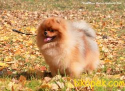 Safkan Pomeranian 2
