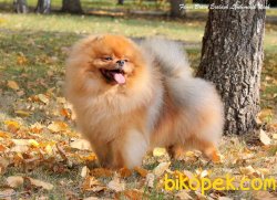 Safkan Pomeranian 3