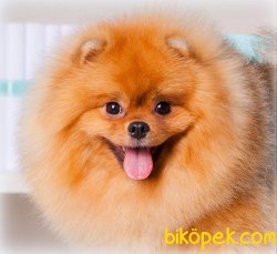 Safkan Pomeranian 1