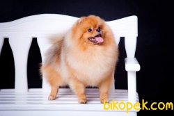 Safkan Pomeranian 4