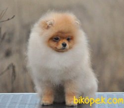 Safkan Pomeranian 3