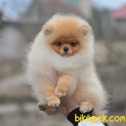 Safkan Pomeranian 1