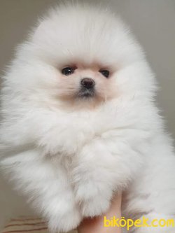 SAFKAN Pomeranian 2