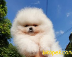 SAFKAN Pomeranian 1