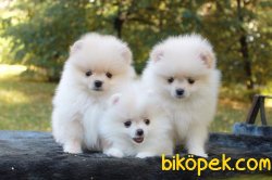 Safkan Pomeranian Ayı Surat 3