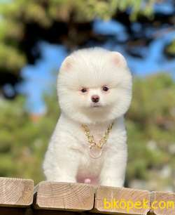 POMERANİAN BOO 4