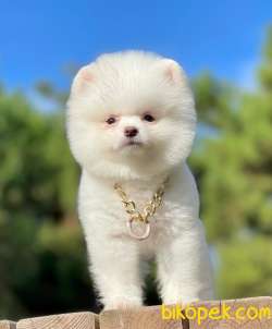 POMERANİAN BOO 2