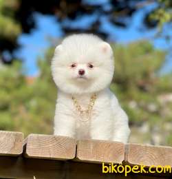 POMERANİAN BOO 1