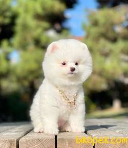 POMERANİAN BOO 3