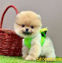 Safkan Pomeranian Boo Bebekler 4