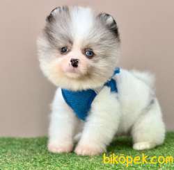 Safkan Pomeranian Boo Bebekler 5