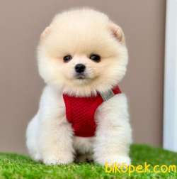 Safkan Pomeranian Boo Bebekler