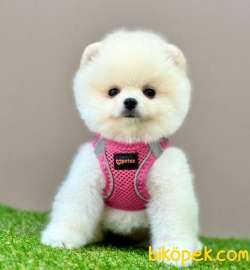 Safkan Pomeranian Boo Bebekler 3