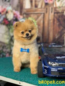 SAFKAN POMERANİAN BOO OĞLUMUZ IRKININ EN İYİSİ 1