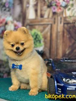 SAFKAN POMERANİAN BOO OĞLUMUZ IRKININ EN İYİSİ 4