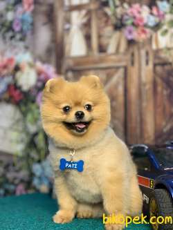 SAFKAN POMERANİAN BOO OĞLUMUZ IRKININ EN İYİSİ 2
