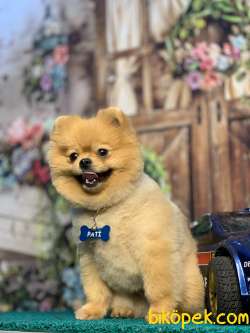 SAFKAN POMERANİAN BOO OĞLUMUZ IRKININ EN İYİSİ 5