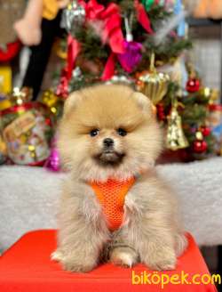 Safkan Pomeranian Boo  WC Eğitimli 3