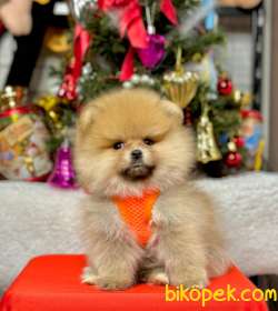 Safkan Pomeranian Boo  WC Eğitimli 4