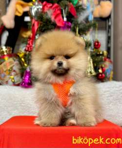 Safkan Pomeranian Boo  WC Eğitimli 2