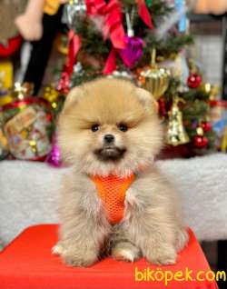 Safkan Pomeranian Boo  WC Eğitimli 1