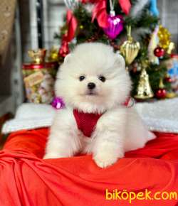 Safkan Pomeranian Boo WC Eğitimli 4